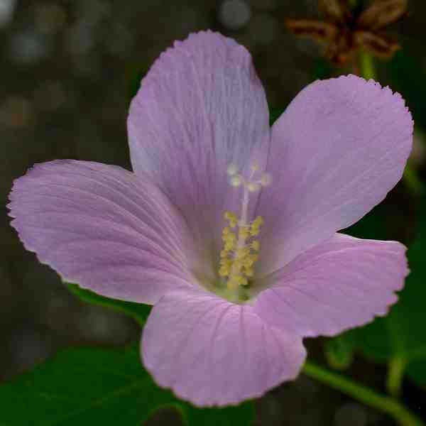 Hibiscus lobatus