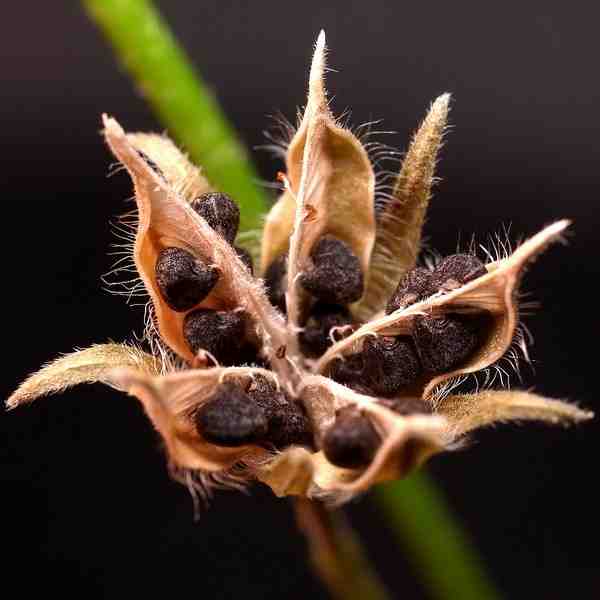 Hibiscus lobatus