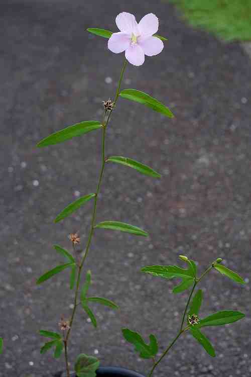 Hibiscus lobatus