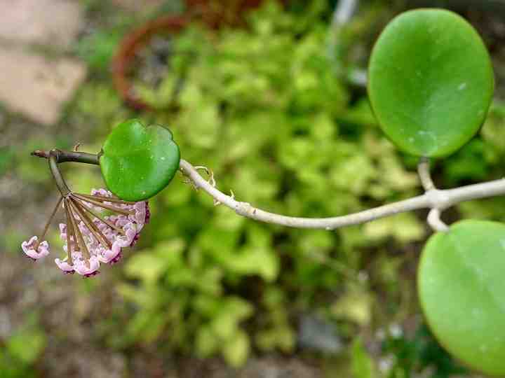 Hoya obovata