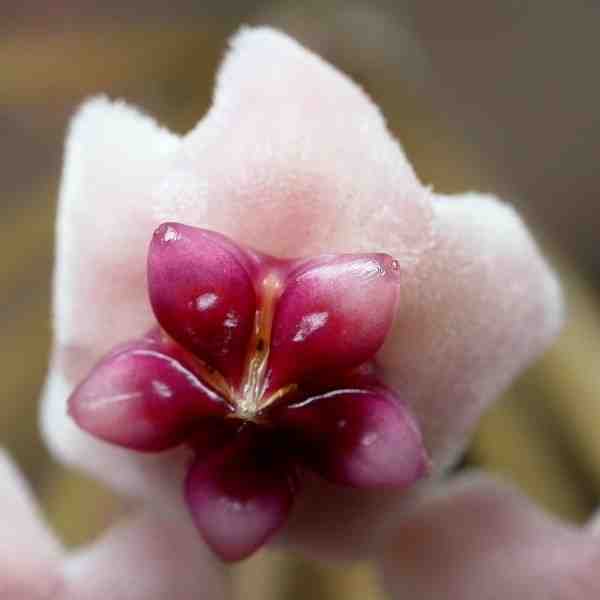 Hoya obovata