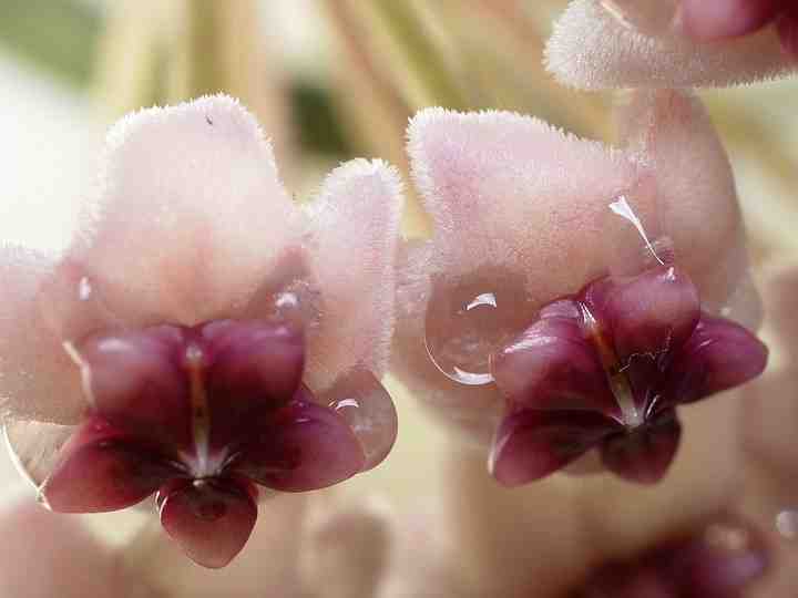 Hoya obovata