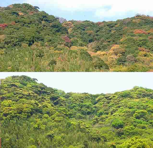 城山の植生