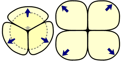 花粉四分子