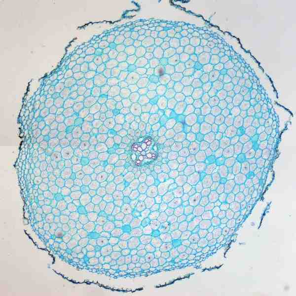 キンポウゲ属の1種
