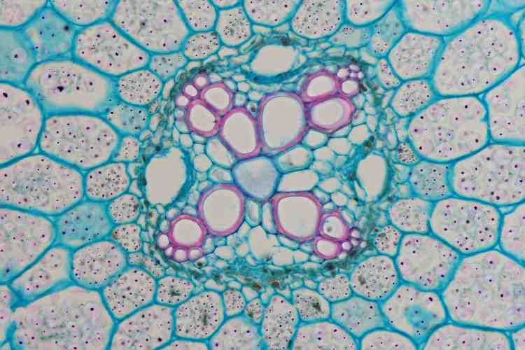 キンポウゲ属の1種