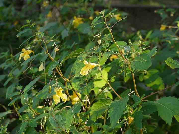 キツリフネの花
