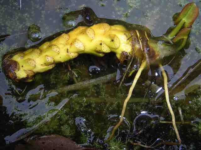 コウホネの1種