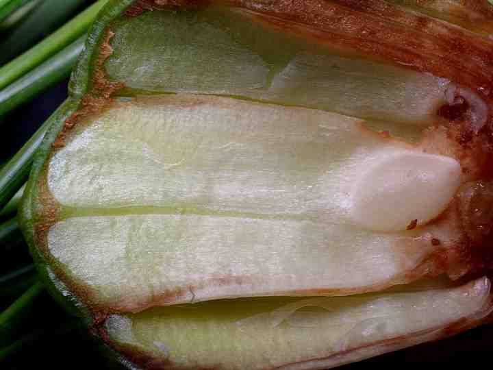 クロマツ