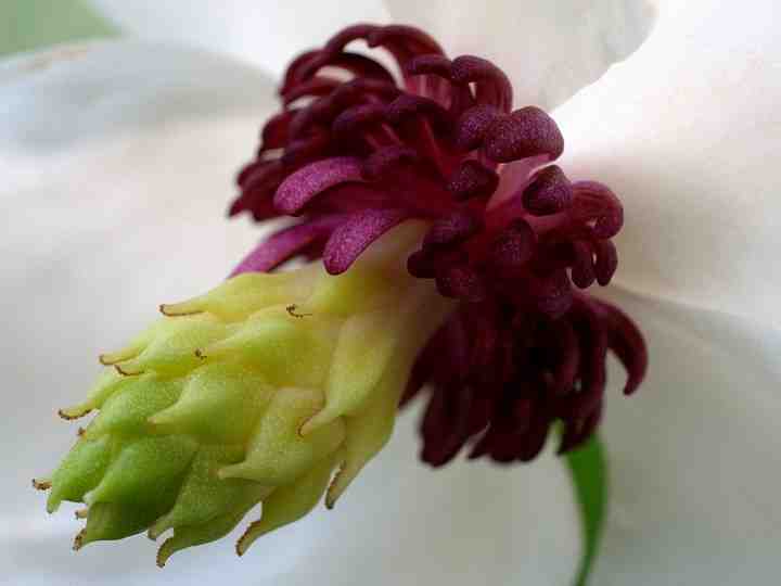 Magnolia sinensis