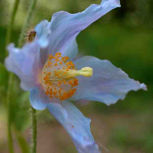 Meconopsis baileyi