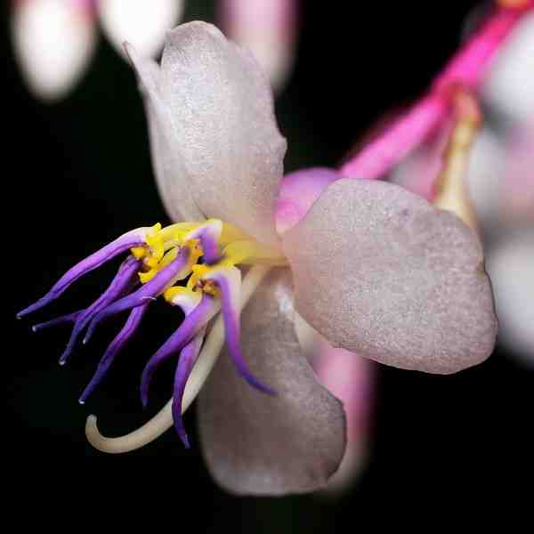Medinulla crassata