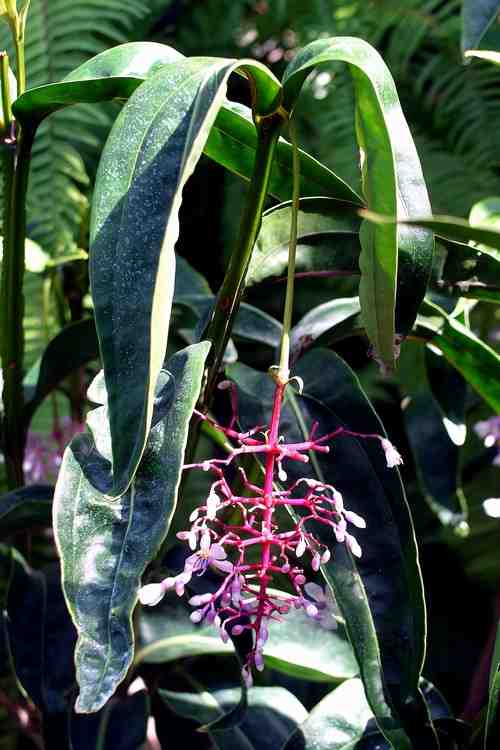 Medinulla crassata