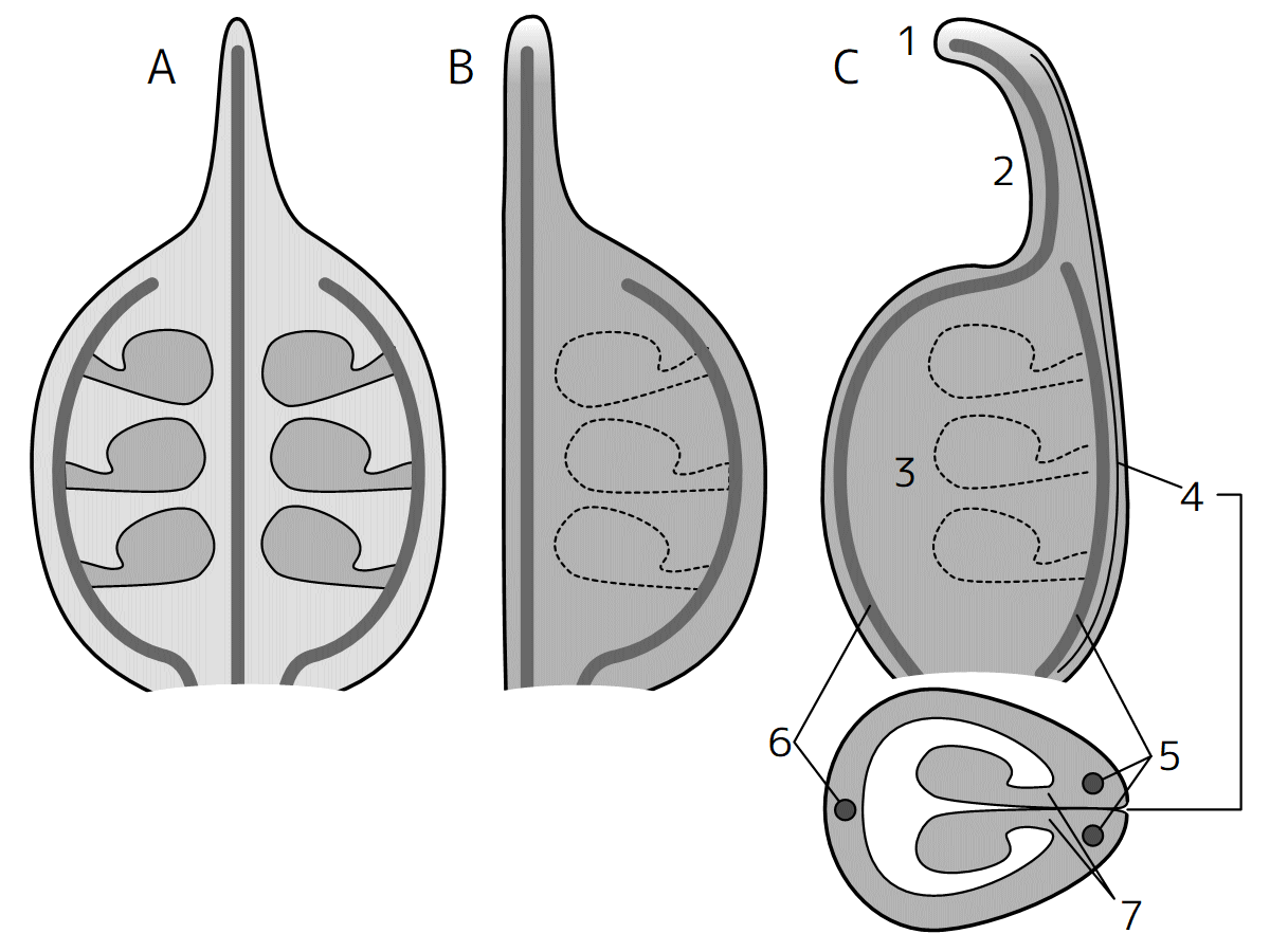 心皮模式図