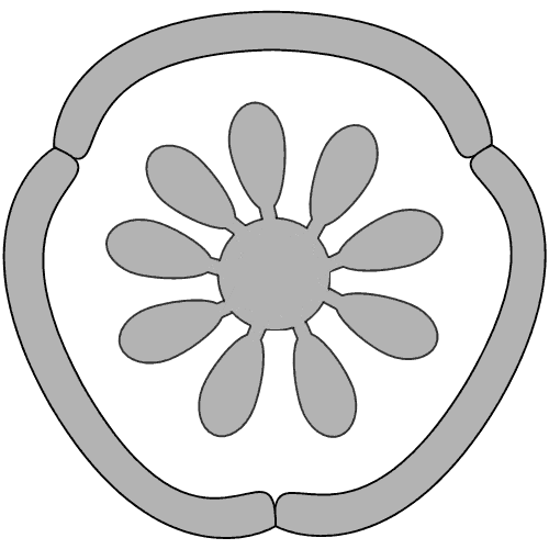 雌しべ断面