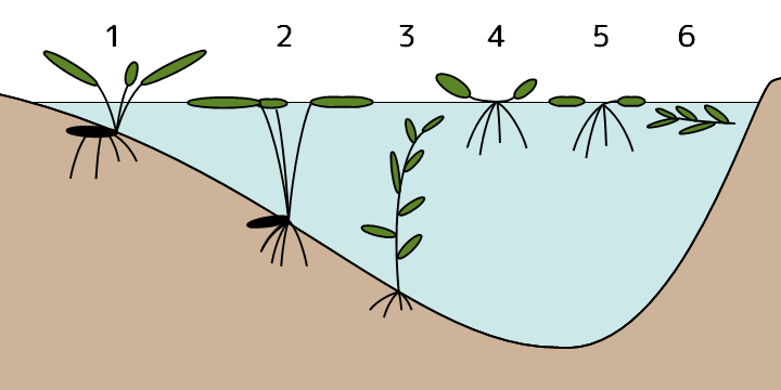 水生植物