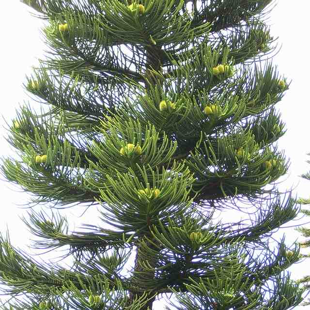 ナンヨウスギの1種