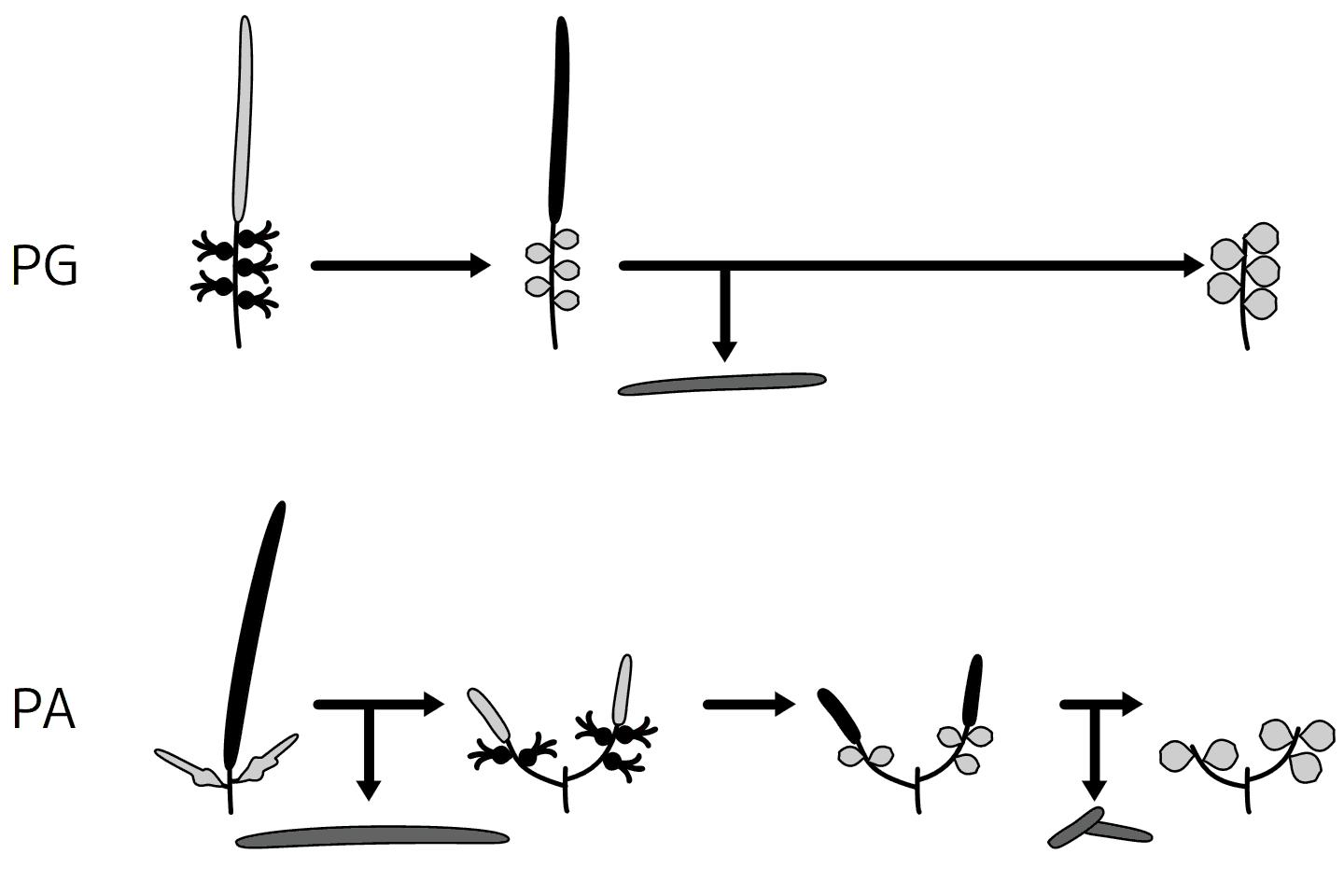 ナンキンハゼ