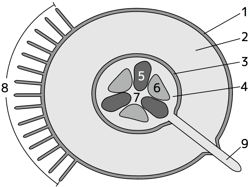 根の模式図