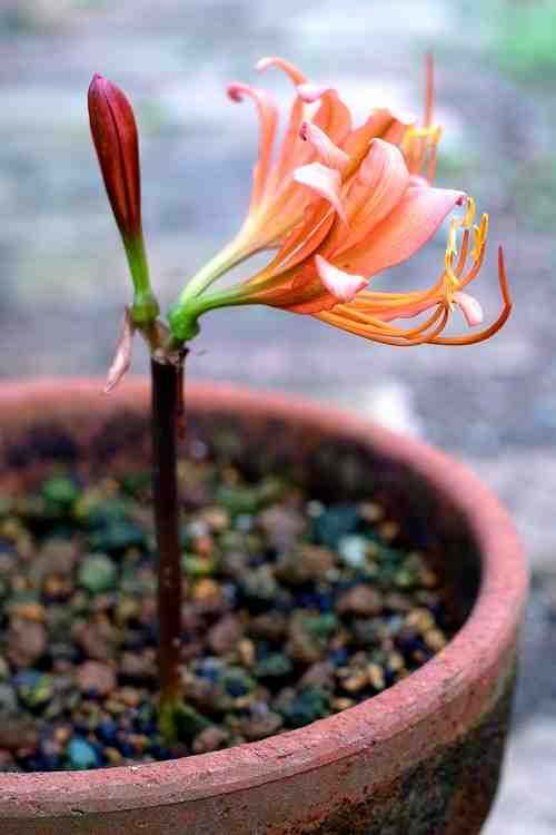 オオキツネノカミソリ