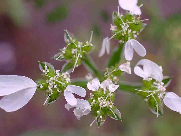 Orlaya grandiflora