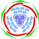 オトギリソウ科