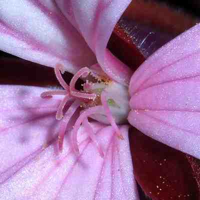 Pelargonium園芸種