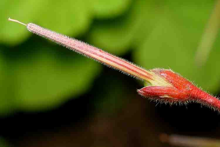 Pelargonium園芸種