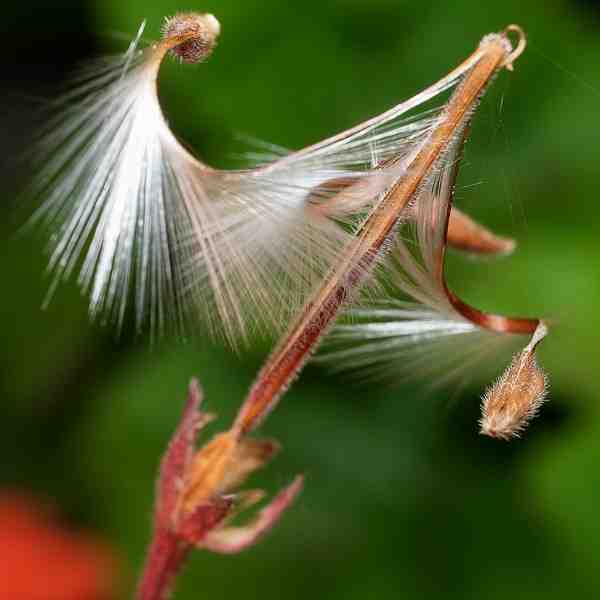 Pelargonium園芸種