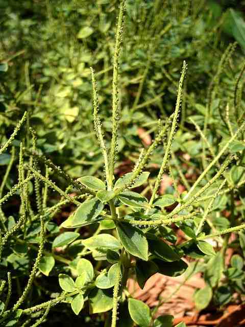 Peperomia leptostachya