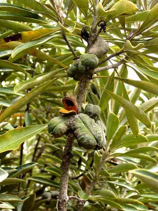 Pittosporum hosmeri