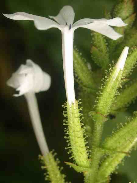 Plumbago zeylanica