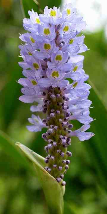 Pontederia cordata