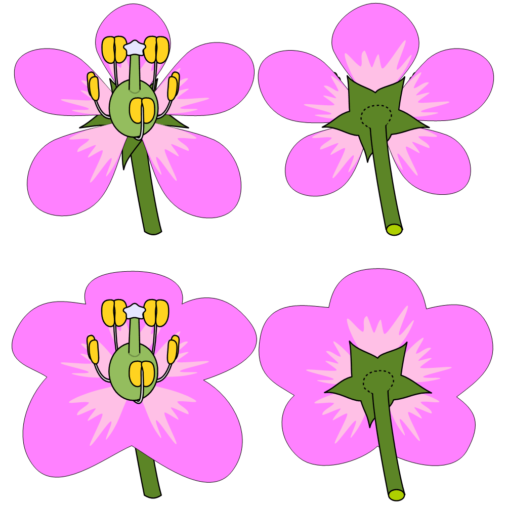 離弁花・合弁花