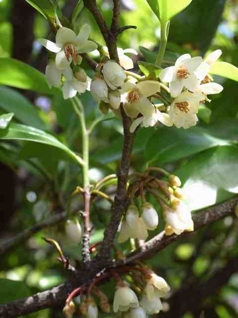 サカキの花