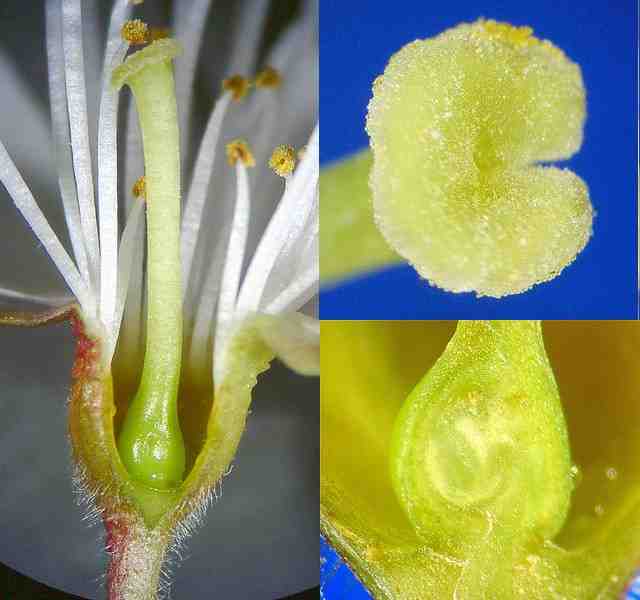 サクラの花