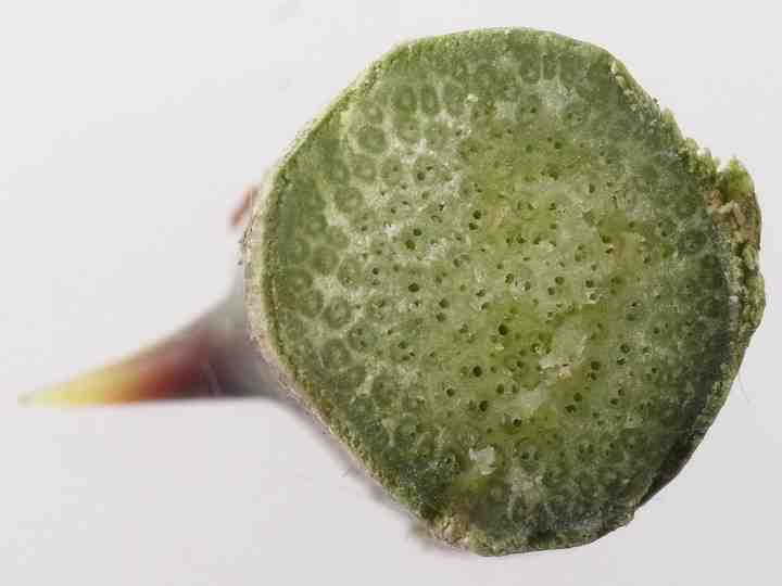 サルトリイバラ