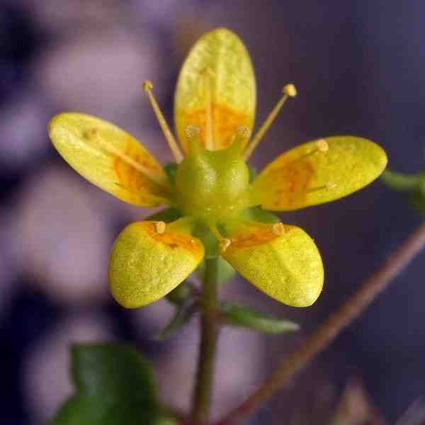 Saxifraga cymbalaria