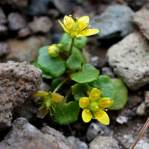 Saxifraga cymbalaria