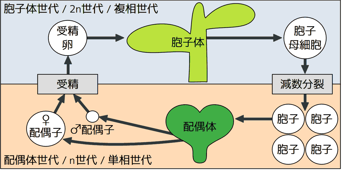 世代交代