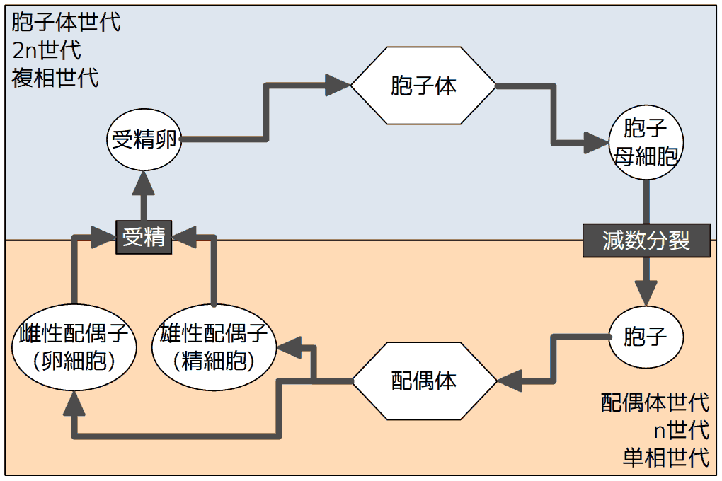 生活環