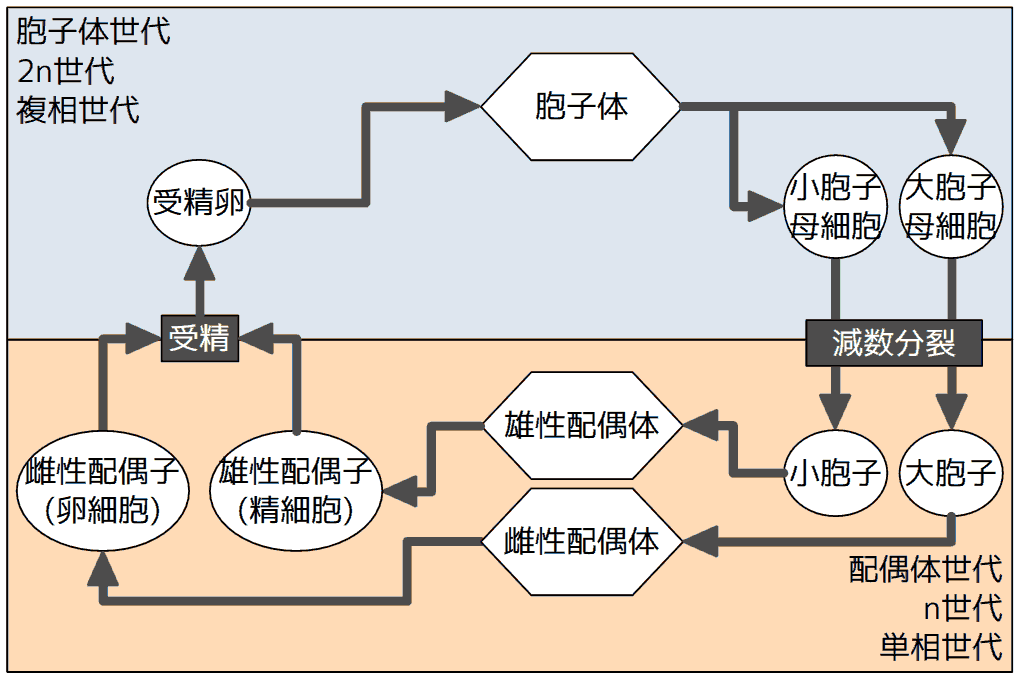 生活環