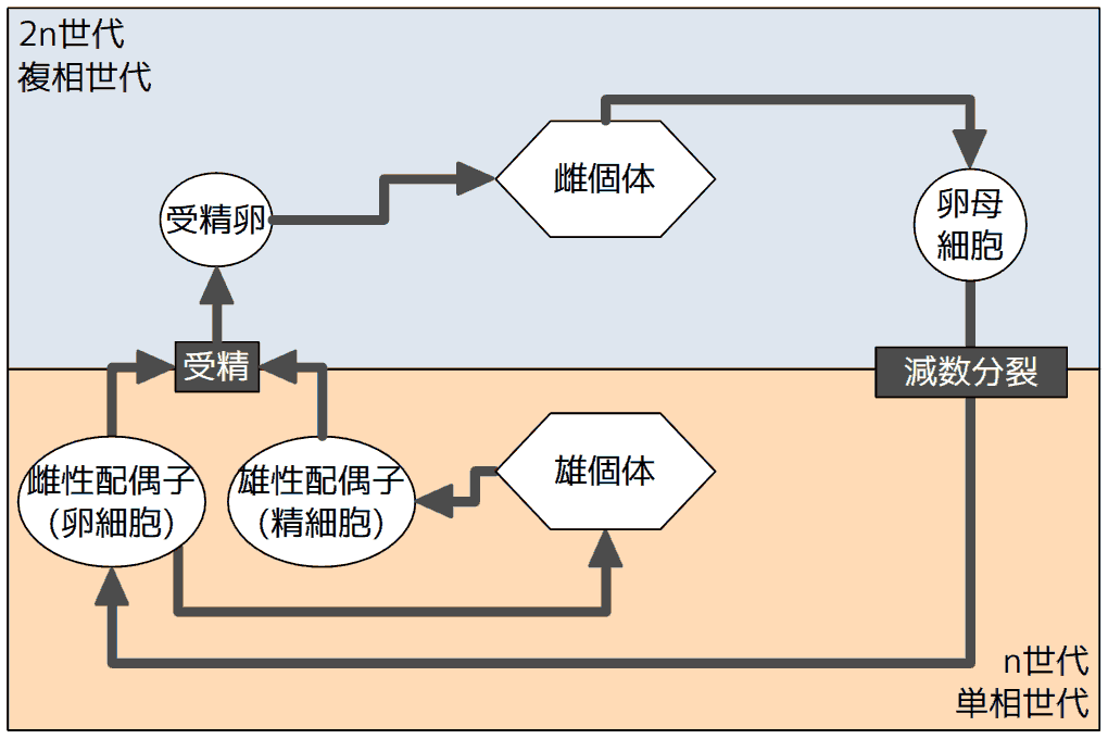 生活環