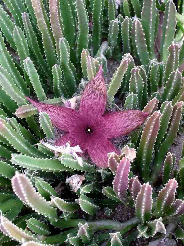 Stapelia hirsuta