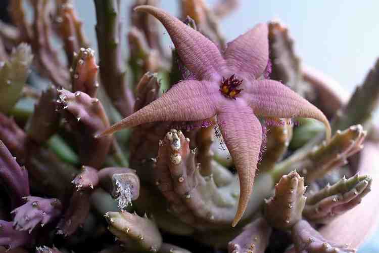 Stapelia schinzii