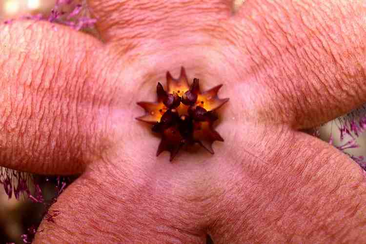 Stapelia schinzii