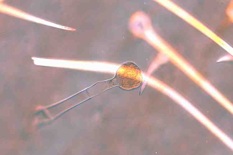 スイカズラ属の1種