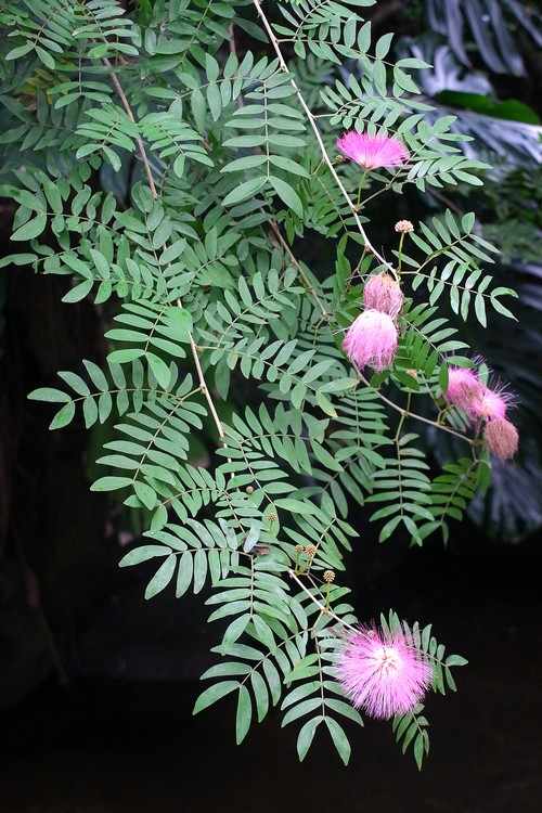 スリナムゴウカン