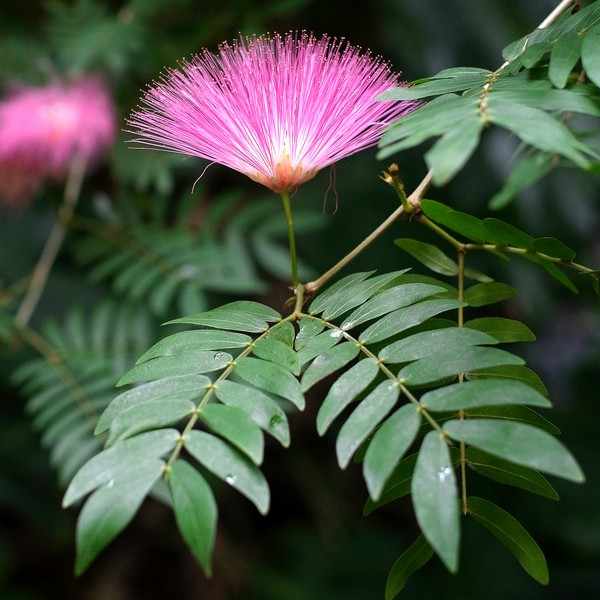 スリナムゴウカン