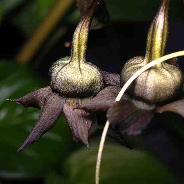Tacca chantorieri